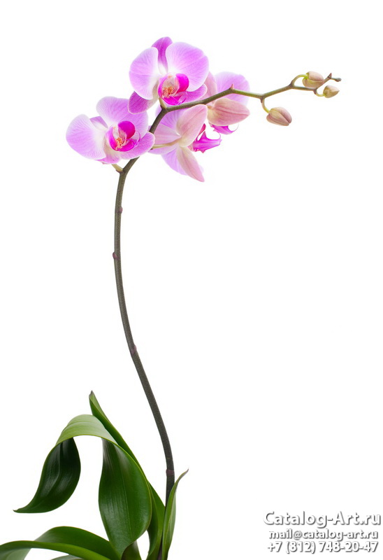 Pink orchids 44